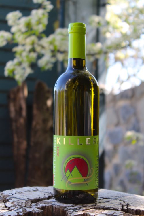 Chasselas 2024 - Image 2